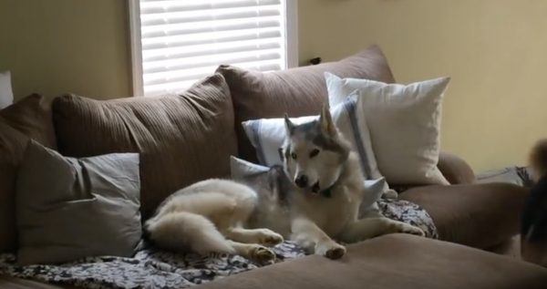 husky, Zeus the Husky, dog walk