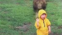 Lion kid