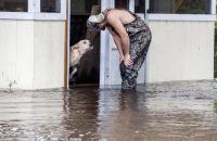 dog rescue flood