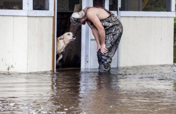 dog rescue flood