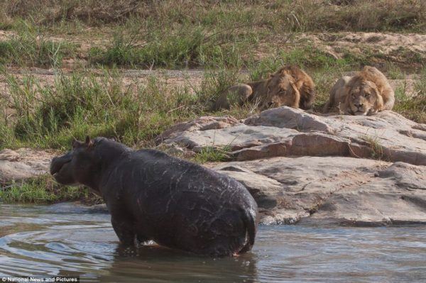 Lion Hippo