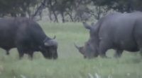 Cape Buffalo White Rhino