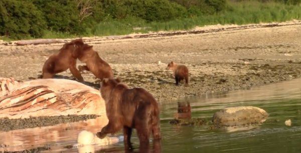 Brown Bear Fight