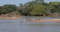 crocodile, jaguar, wildlife