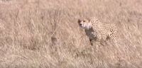cheetah, gazelle, hunt, wildlife