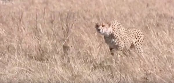 cheetah, gazelle, hunt, wildlife