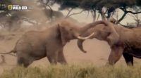 Elephants, animals, nature, fighting