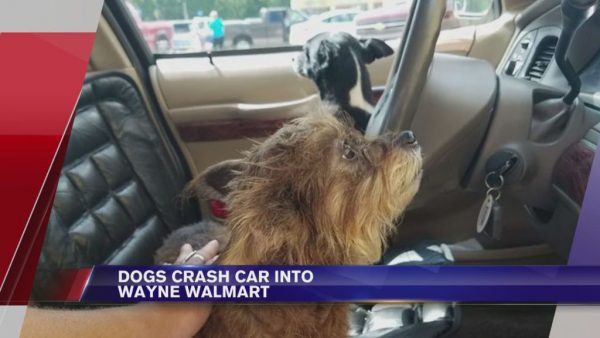 car, dogs, walmart, driving