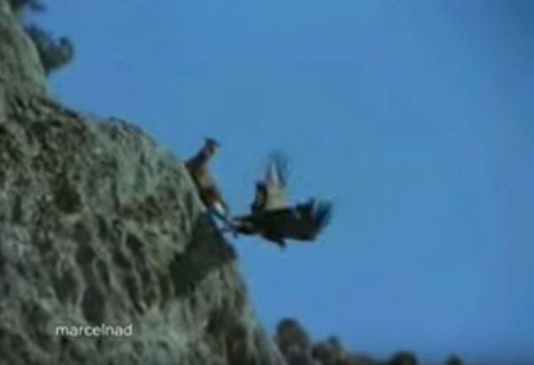 Golden Eagle vs. Mountain Goat