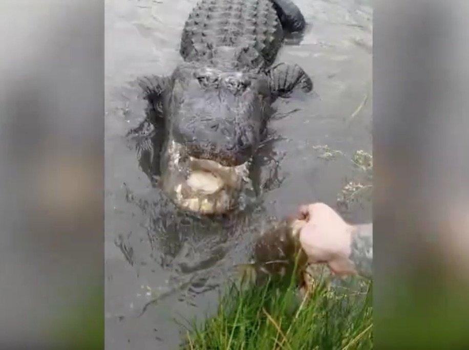 Alligator