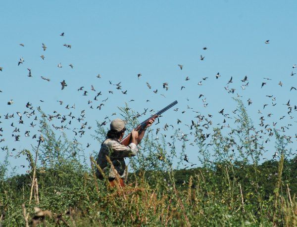 Dove Hunting