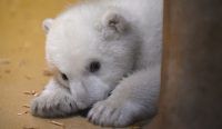 baby animals, wildlife, zoo, polar bear