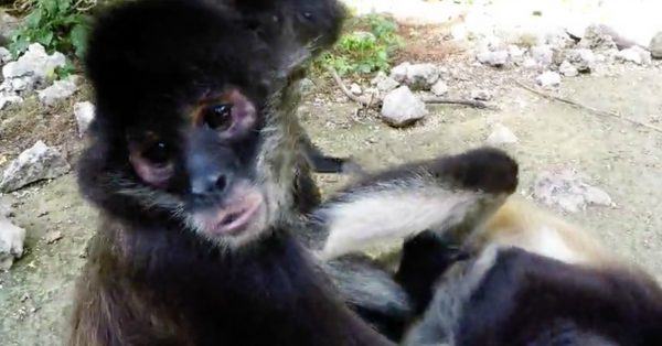 Monkey Fight