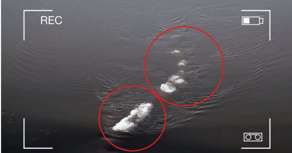 Alaskan Sea Monster