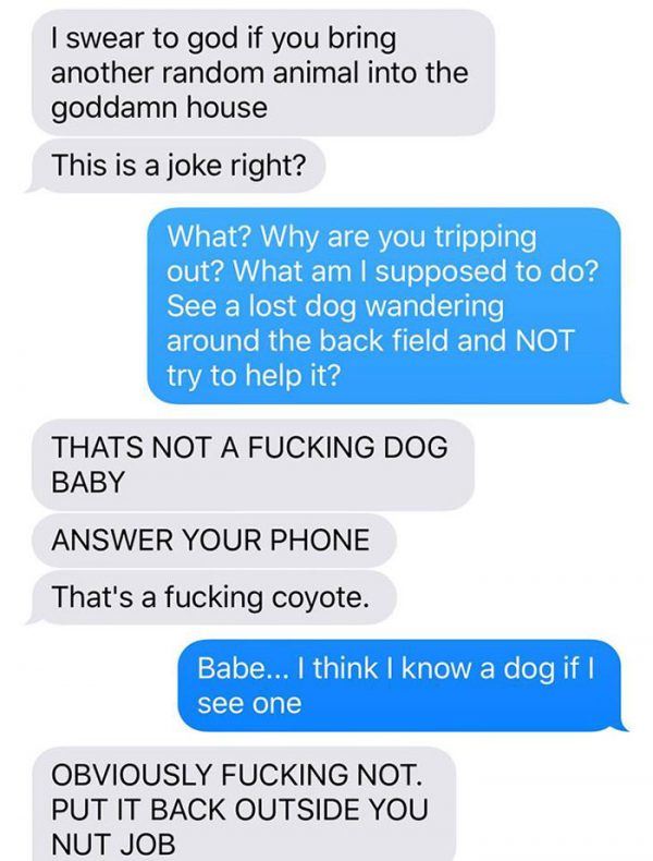 Coyote