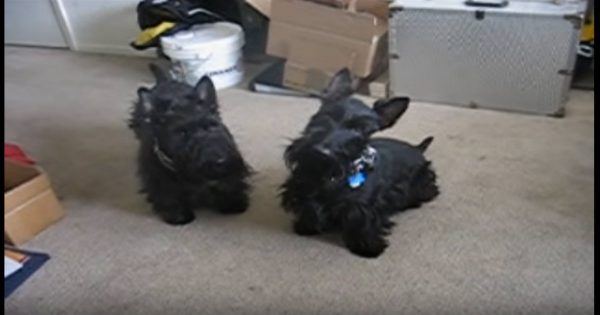 Scottish Terriers