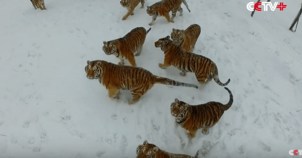 Tigers