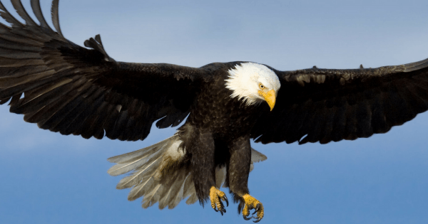 bald eagle