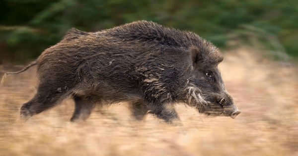wild bore