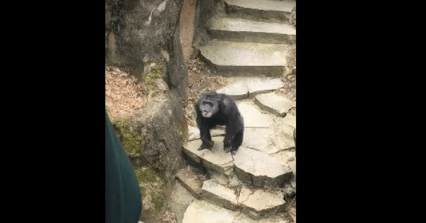 Chimpanzee Michigan Zoo