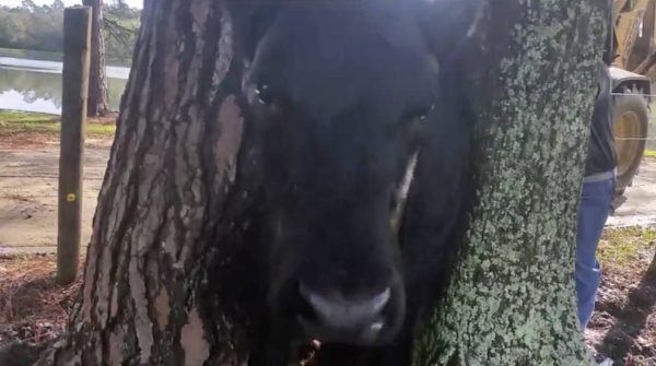 cow