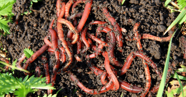 worms