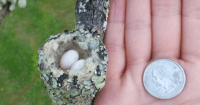 Hummingbird nest