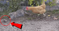 mouse chicken cat