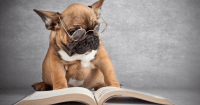 Reading Dog