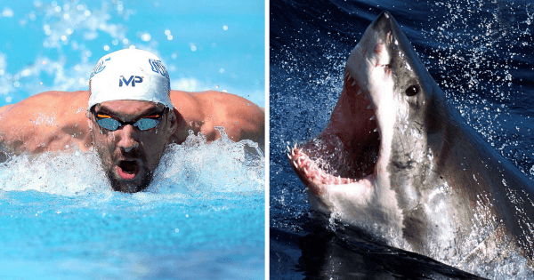 Michael Phelps race shark