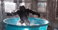 gorilla dancing to maniac