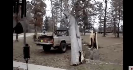 tree cutting fails