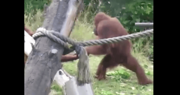 Orangutan mom