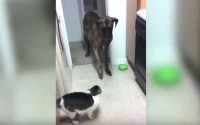 Dogs afraid of cats