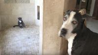 dog cat shower
