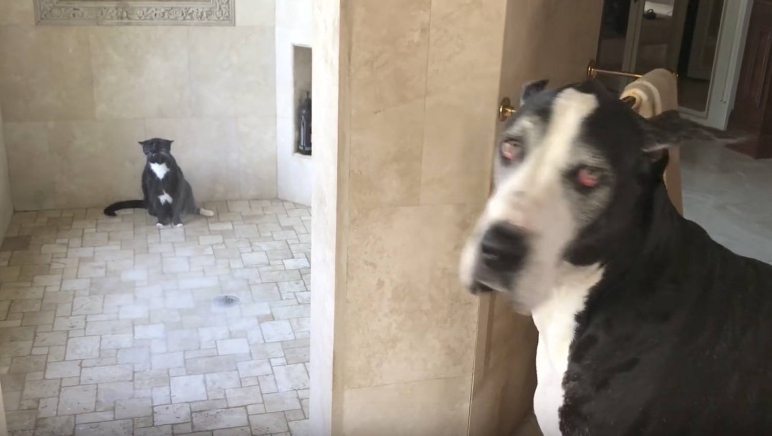 dog cat shower