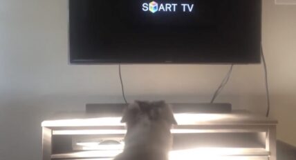 dog gets bed to watch tv
