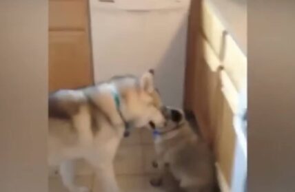 Husky pug fight