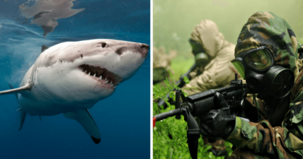 US military sharks