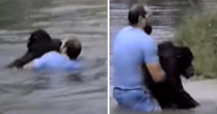 man saves drowning chimp