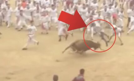 Man flips over bull