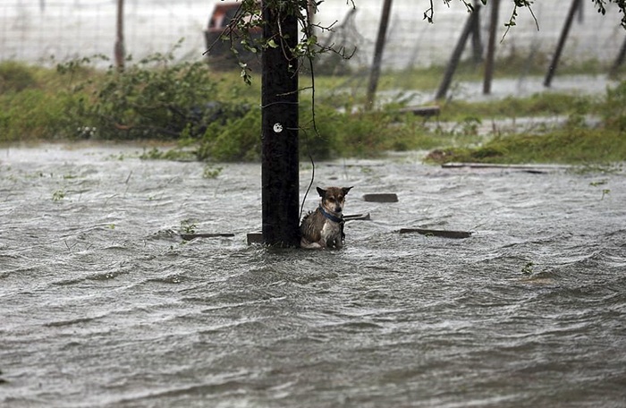 Hurricane Harvey dog