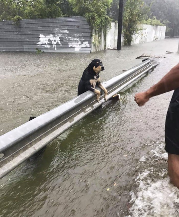 Hurricane Harvey Dog
