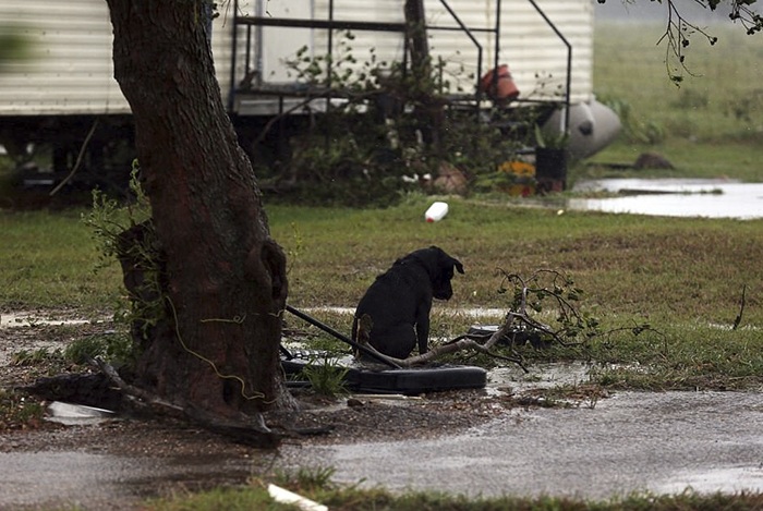 Hurricane Harvey Dog