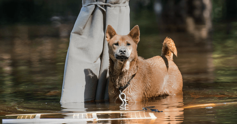 Hurricane Harvey dog