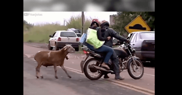 angry goat