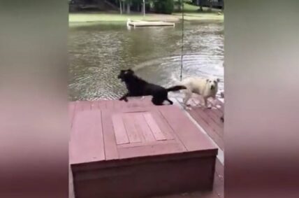 Dog rescues owner