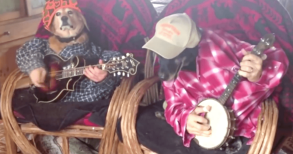 dogs playing banjos