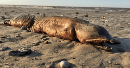 Hurricane Harvey sea creature