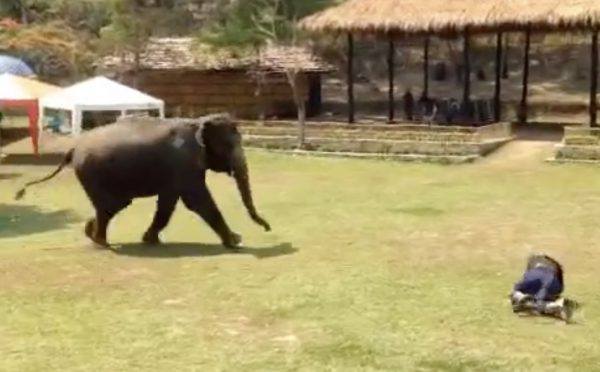 elephant rescues man